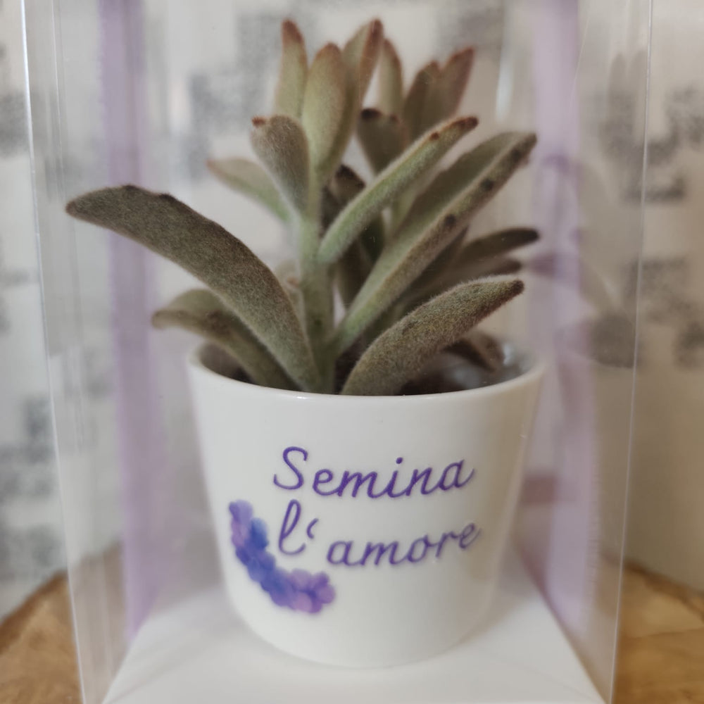 
                      
                        bomboniera con vasetto personalizzato
                      
                    